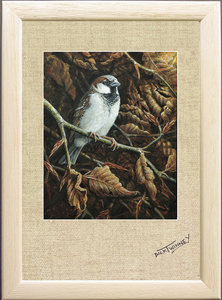 Image of Country Gent - Cock House Sparrow on Winter Beech